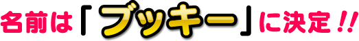 名前は「ブッキー」に決定！！